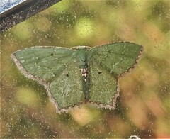 Chloropteryx nordicaria
