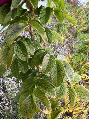 Raukšlėtalapis erškėtis nuotrauka