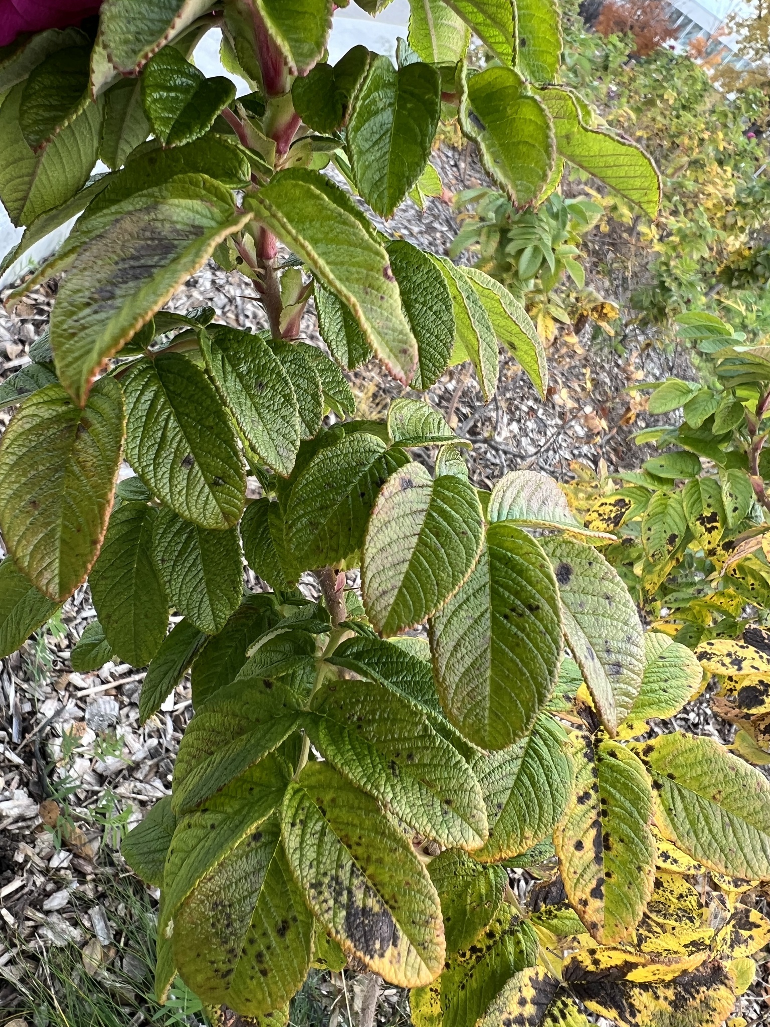 rugosa rose (Rosa rugosa) · iNaturalist