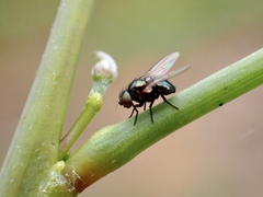Acalyptratae