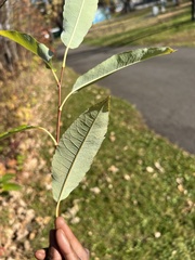 Salix lucida