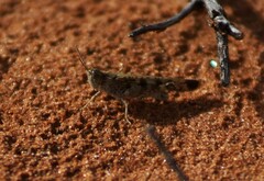 Chortoicetes terminifera