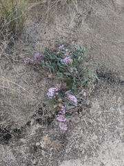 Abronia angustifolia