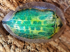 Physonota attenuata