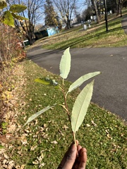 Salix lucida