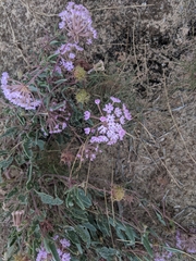 Abronia angustifolia