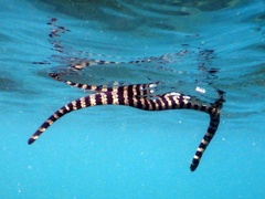 Emydocephalus annulatus