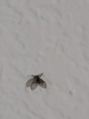Clogmia albipunctata