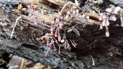 Stemonitopsis typhina