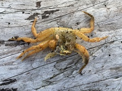 Telmessus cheiragonus