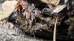 Stemonitopsis typhina