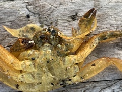 Telmessus cheiragonus