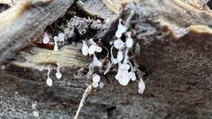 Stemonitopsis typhina