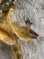 Telmessus cheiragonus