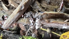 Stemonitopsis typhina