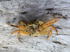 Telmessus cheiragonus