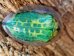 Physonota attenuata