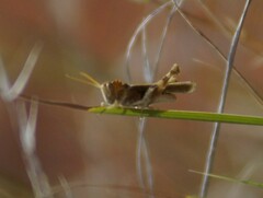 Ecphantus quadrilobus