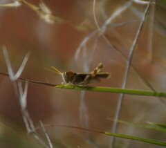 Ecphantus quadrilobus