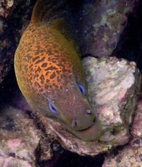 Gymnothorax javanicus