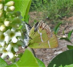 Chlorostrymon simaethis