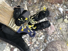 Gutierrezia californica