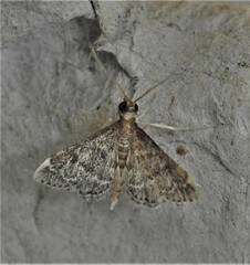 Steniodes declivalis