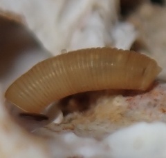 Caecum californicum