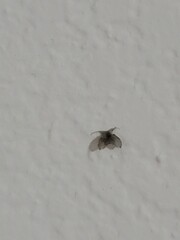 Clogmia albipunctata