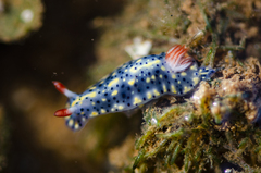 Hypselodoris infucata