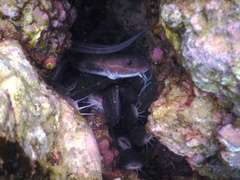 Plotosus lineatus