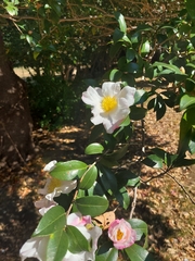 Camellia sasanqua