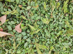 Alysicarpus vaginalis