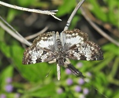 Chiomara georgina