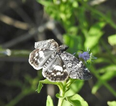 Chiomara georgina