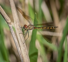 Hemicordulia continentalis