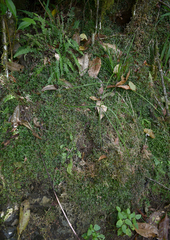 Selaginella australiensis