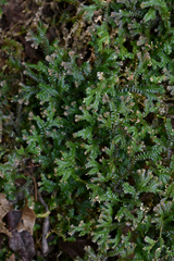 Selaginella australiensis