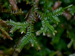 Selaginella australiensis