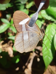 Pierella hortona