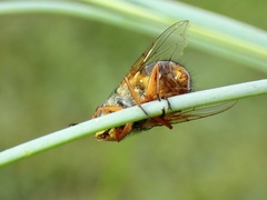 Calliphora