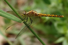 Diplacodes melanopsis