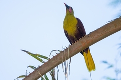 Psarocolius bifasciatus