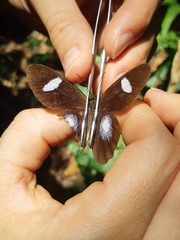 Pierella hortona