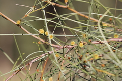 Acacia sericophylla