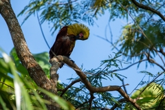 Psarocolius bifasciatus