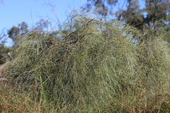 Acacia sericophylla