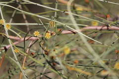 Acacia sericophylla
