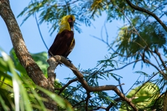 Psarocolius bifasciatus