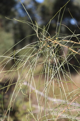 Acacia sericophylla